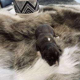 Australian Shepherd and Miniature Australian Shepherd Puppies from Kersey/Lopez Farms