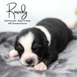 Rowdy-BTM - Black tri-color male Australian Shepherd puppy in Nacogdoches, Texas from TK Standard, Mini, & Toy Aussies