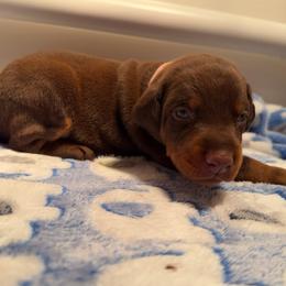 Pink Female - Red and rust female Doberman Pinscher puppy in Madison, Indiana from Jensen Dobermans and Dachshunds
