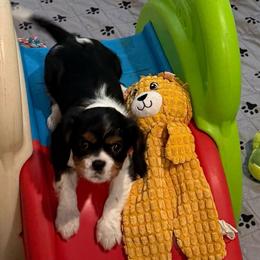 Herby (yellow collar) - Tri-color male Cavalier King Charles Spaniel puppy in Ocala, Florida from Ray of Sunshine Spaniels LLC