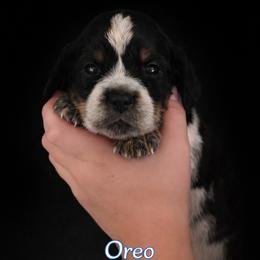 Oreo - Black white and tan male English Springer Spaniel puppy in Lake City, Florida from Thunderbird Springers