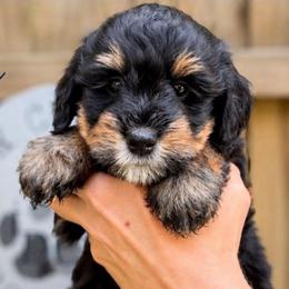 Penne - Tri-color female Bernedoodle puppy in Sugar Hill, Georgia from Deep Creek Doodles