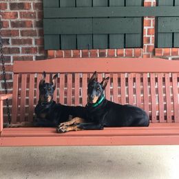 Doberman Pinscher All Grown Up from Rebecca Dollhopf's Doberman Pinschers