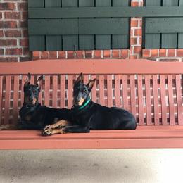Doberman Pinscher All Grown Up from Rebecca Dollhopf's Doberman Pinschers