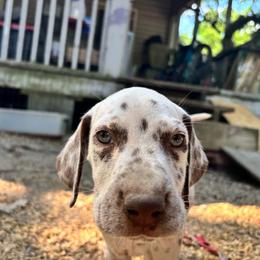 Primrose(LUA) - White and liver brown female Dalmatian puppy in Wilson, North Carolina from New Horizonz Dalmatians