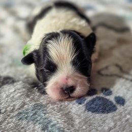 Frankenstein - Green Collar - Black and white male Shichon puppy in Troy, Ohio from Oodles of Doodles
