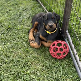 Doberman Pinscher Puppies from Jensen Dobermans