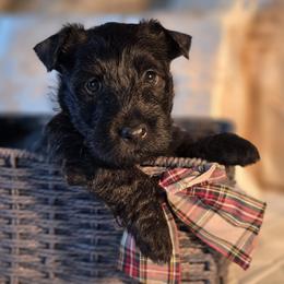 SOLD - Black male Scottish Terrier puppy in Eva, Alabama from Schulte's  Scottish Terriers