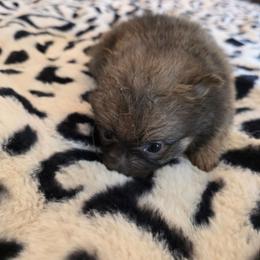 Toby - Blue male Pomeranian puppy in Chattanooga, Tennessee from Valley Poms
