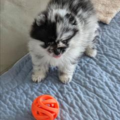A - Black male Pomeranian puppy in Cocoa, Florida from Pom Coast Pomeranians