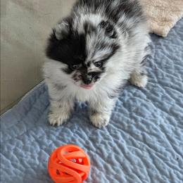 A - Black male Pomeranian puppy in Cocoa, Florida from Pom Coast Pomeranians