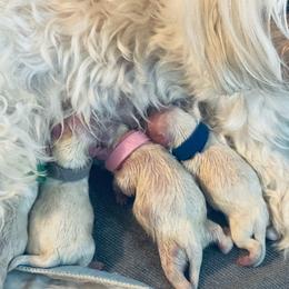 Maltese puppies from Maltese Of Arizona