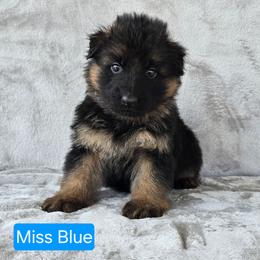 Light Blue Collar Female - Black and red female German Shepherd puppy in Sumner, Iowa from Vom Wilke Kennels