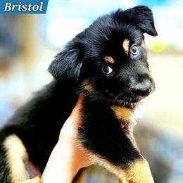 Bristol - Black tri male Miniature Australian Shepherd puppy in Punta Gorda, Florida from Christie's Creekside Aussies