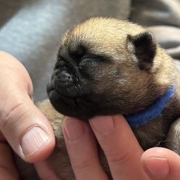 Blue - Fawn male Pug puppy in Altoona, Pennsylvania from Ivyside Pugs