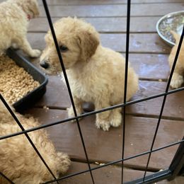 Sheepadoodle Puppies from Doodles of Central Arkansas