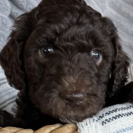 Pilgrim - Silver-beige  Poodle puppy in Texas from Pine Hill Standard Poodles
