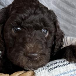 Pilgrim - Silver-beige  Poodle puppy in Texas from Pine Hill Standard Poodles