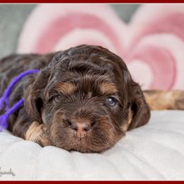 Raisen - Brown and tan female Cockapoo puppy in Connersville, Indiana from Deaz Doodle Ranch