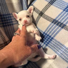 Curly - Cream and white male Chihuahua puppy in Beaumont, Texas from Anastasia’s Tiny Pupps
