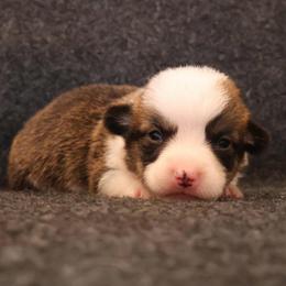 Smooch - Sable male Pembroke Welsh Corgi puppy in Arcanum, Ohio from Weissway Corgis