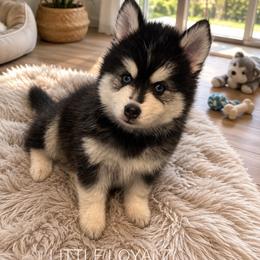 Alvin - Black and white male Pomsky puppy in Riverside, California from LittleLoyalz