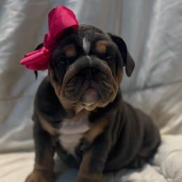 Blueberry - Blue tri-color female Bulldog puppy in Lakeland, Florida from Fur Love And Puppies