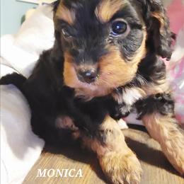 Monica - Black and tan female Cavapoo puppy in Wentworth, Missouri from Newton County Cavaliers & Cavapoos LLC