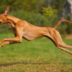 "Czerny, Kel Simoon Toccata" Azawakh Puppies from Kel Simoon Azawakh