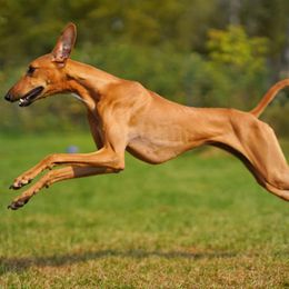 "Czerny, Kel Simoon Toccata" Azawakh Puppies from Kel Simoon Azawakh