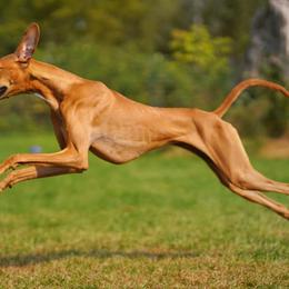 "Czerny, Kel Simoon Toccata" Azawakh Puppies from Kel Simoon Azawakh