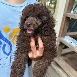 Probably - Brown male Poodle puppy in Florence County, South Carolina from Modern Family Standards
