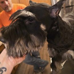 Giant Schnauzer Puppies from House of Roth Giant Schnauzers