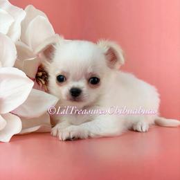 Salt - White male Chihuahua puppy in Anderson, South Carolina from Lil Treasures Chihuahuas