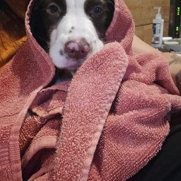 Boykin Spaniel and English Springer Spaniel Puppies from 31 Pines Springers & Retrievers