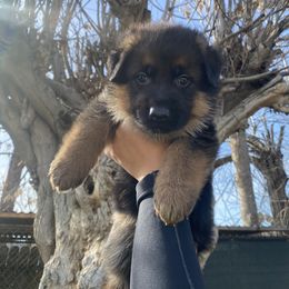 German Shepherd Puppies from Aguirre farm