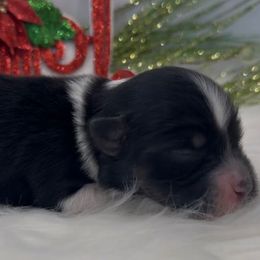Theo - AKC - Black and white male Havanese puppy in Verden, Oklahoma from Holcombs Puppy Ranch