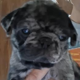 Blue Merle Boy 1 with double blue eyes - Black male Pug puppy in Gadsden, Alabama from Carla's Pugs