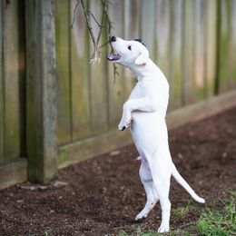 Whippet Puppies from Aperture Whippets
