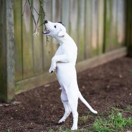 Whippet Puppies from Aperture Whippets