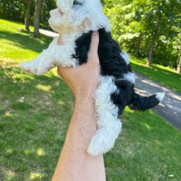 Tamara - Black and white female Bernedoodle puppy in Holtwood, Pennsylvania from Country Ridge Puppies