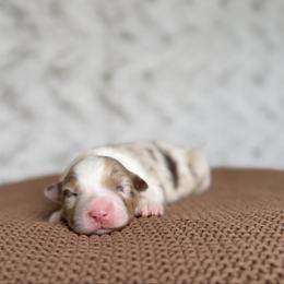 Funyuns - Red merle male Australian Shepherd puppy in Argyle, Iowa from Country Time Kennels