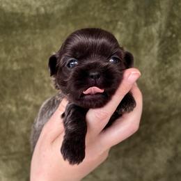Blue - Blue male Shih Tzu puppy in Oakville, Washington from Pine Pawz