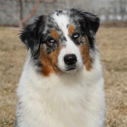Courage - Australian Shepherd