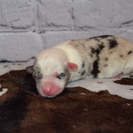 Daisy - Blue merle and white female Cardigan Welsh Corgi puppy in Rigby, Idaho from Star N Cardigan Corgis