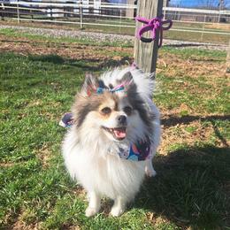 PATCHES - Pomeranian