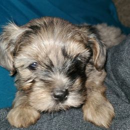 Indie - Merle female Yorkipoo puppy in Cottageville, South Carolina from Mandy's Yorkie's , Yorkiepoo's & Maltipoo's