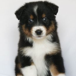 Solstice - Black tri-color female Australian Shepherd puppy in Richmond, Texas from Big Zen Aussies