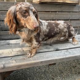 Reggie - Dachshund