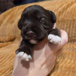 Cosmo - Liver male Miniature Schnauzer puppy in Graham, Washington from Olivia's Miniature Schnauzer's